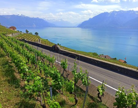 Photo for Scenic road through vineyard landscape in Vaud region, Switzerland. Terrace agriculture near Lausanne, in front of Geneva lake - Royalty Free Image