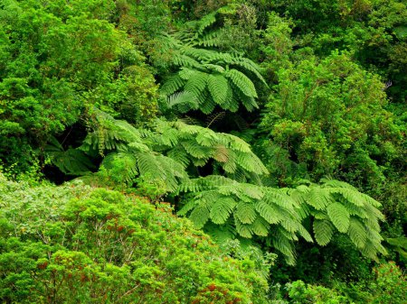 Foto de Fondo verde de densa vegetación tropical en la selva tropical, Reunión - Imagen libre de derechos