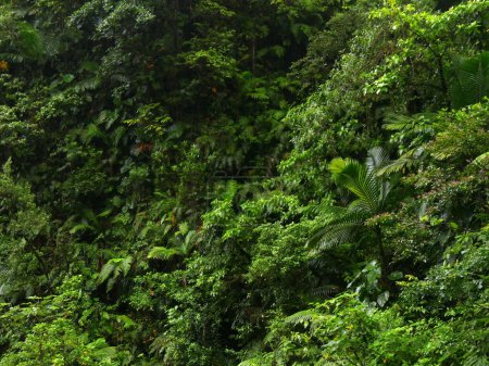 Foto de Densa exuberante selva tropical en la isla volcánica de Basse Terre en Guadalupe, foto de fondo vegetal verde - Imagen libre de derechos