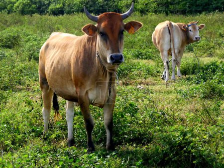 Photo for Two creole cows in a field in Grande Terre, Guadeloupe, French West indies. Creole cattle breed, tropical livestock in the antilles - Royalty Free Image
