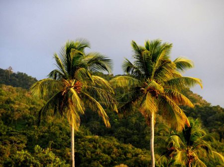 Photo for Coconut trees and hilly tropical background in evening light, guadeloupe - Royalty Free Image