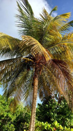 Photo for Coconut tree on the beach of petit havre, guadeloupe, french west indies - Royalty Free Image