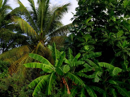 tropische Pflanze, die Früchte und Nahrung produziert: Bananenstaude, Kokosnussbaum und Brotfruchtbaum. äquatoriale pflanzliche Nahrung