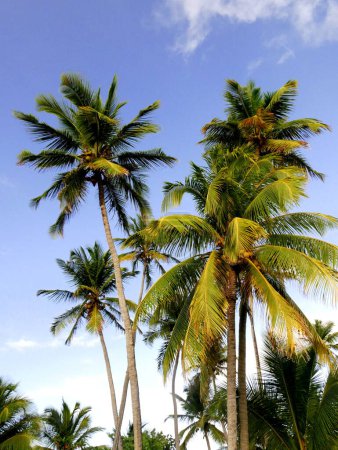 Mehrere Kokospalmen auf Karibik-Insel, tropische Idylle
