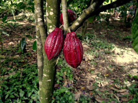 red purple criollo cocoa pods on theobroma cacao tree, caribbean agriculture