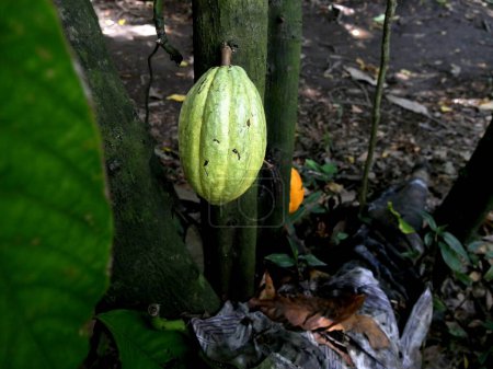 green cacao pod growing on theobroma cacao tree, caribbean agriculture