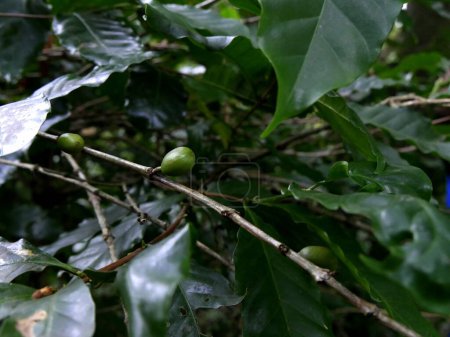 grüne Kaffeekirschen auf Ästen, Arabica-Coffea-Landwirtschaft