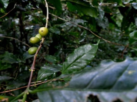 grüne Kaffeekirschen auf Ästen, Arabica-Kaffeepflanze