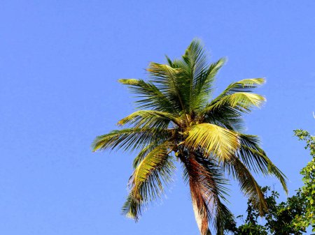 Photo for Coconut tree and blue sky, tropical background photography - Royalty Free Image