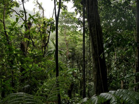 Tropical rainforest in basse terre, guadeloupe
