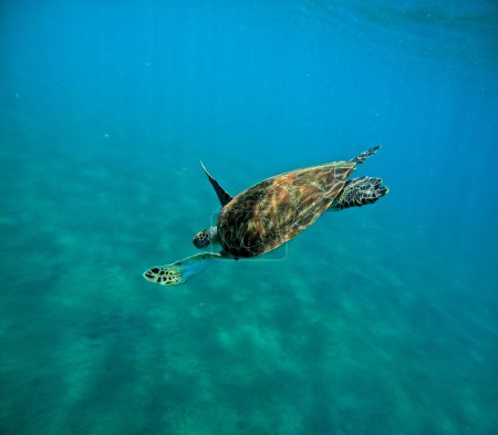  underwater photo of diving hawksbill sea turtle , Eretmochelys imbricata