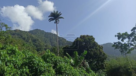 Idyllic natural valley in Vieux Habitants, guadeloupe, panorama photo
