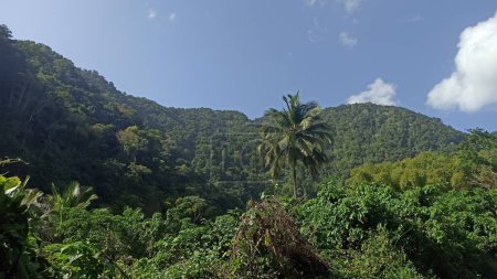 Idyllic natural valley in Vieux Habitants, Guadeloupe. panorama photo of french west indies