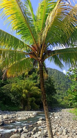 palm tree and river in Vieux Habitants, nature scenic photo in Guadeloupe, french antilles