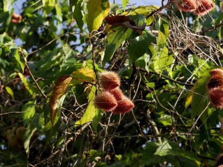 achiote fruits growing on bixa orellana tree, roucou seed pods maturing