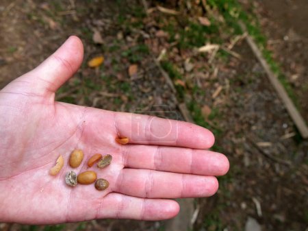 female hand showing parchment coffee beans and green coffee, taking away the outer layer of endocarp