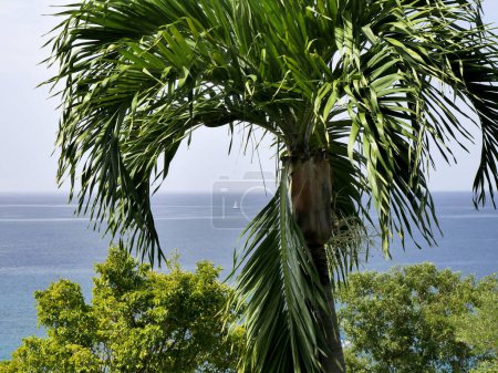 Photo for Palm tree and the ocean, caribbean dream, idyllic panorama photo - Royalty Free Image