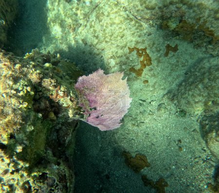 Téléchargez les photos : Gorgonia ventalina, corail mou dans la mer des Caraïbes, également appelé fan de la mer, photo sous-marine en Guadeloupe - en image libre de droit