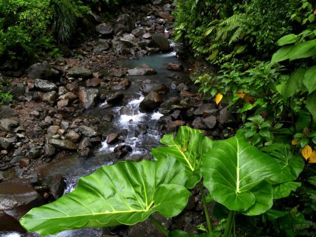 wild elephant ear plant leaves by the river, lush jungle nature in guadeloupe