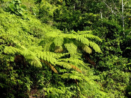 tree Ferns and lush tropical jungle in route de la Traversee, Guadeloupe national park, french west indies