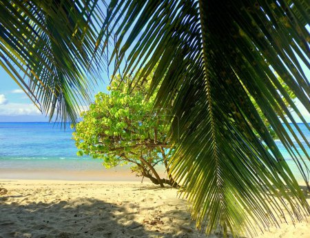 idílico paisaje de playa con hoja de palmera y playa caribeña de souffleur, luís de puerto, Guadalupe, Antillas menores