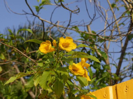 tecoma stans, yellow bells flowers in caribbean island