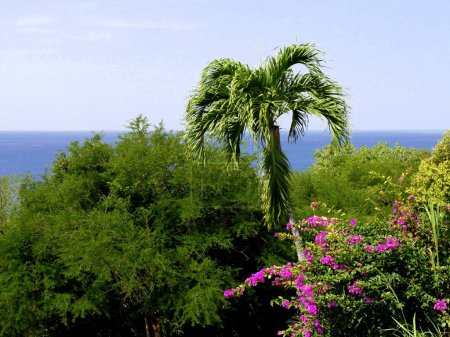 idyllic landscape of palm tree and flower in front of caribbean sea, deshaies, guadeloupe
