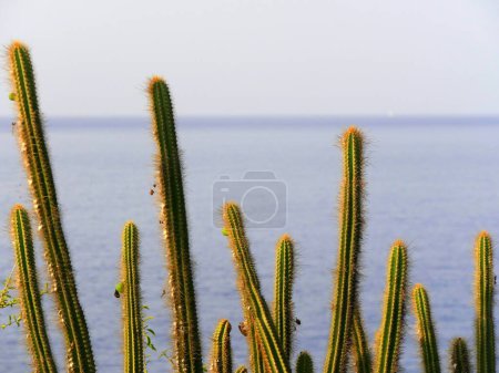 Pilosocereus lanuginosus, karibischer Kaktus vor dem Ozean, Guadeloupe, im Morgenlicht