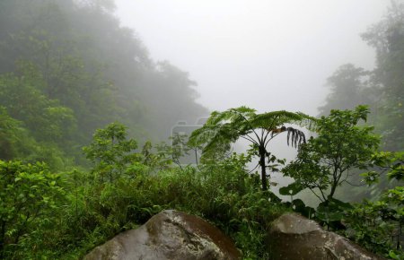 misty jungle photo, trek in tropical rainfall, mysterious nature in the cloud in guadeloupe