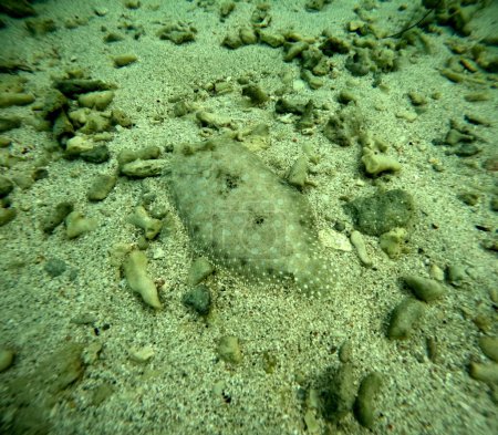 camouflaged plate fish or peacock flounder in guadeloupe water, bothus lunatus