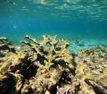 photo sous-marine de corail d'élan dans la mer des Caraïbes, acropora palmata corail en Guadeloupe