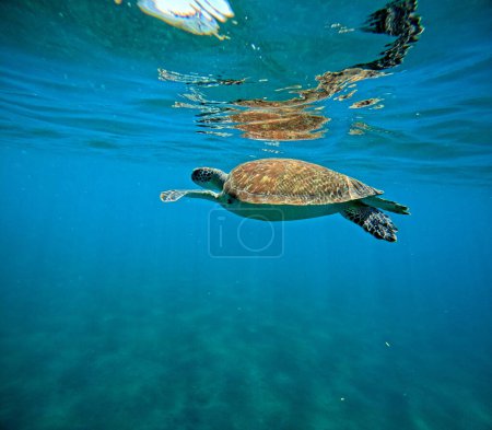 Falkenschildkröte schwimmt an der Meeresoberfläche, Unterwasserfotos, eretmochelys imbricata