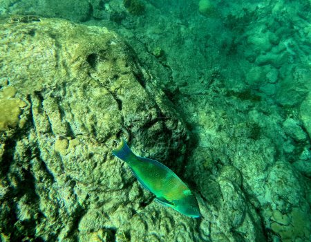 underwater wild parotfish in caribbean sea in guadeloupe, tropical coloful fish