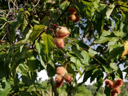 achiote fruits growing on bixa orellana tree, seed pods maturing