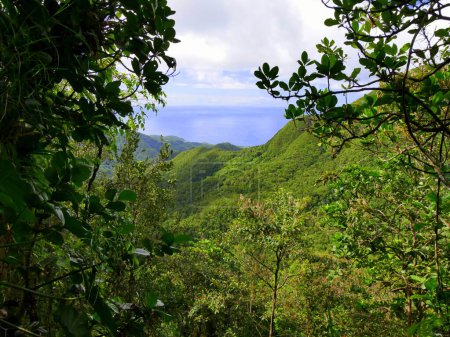 view of mountains and sea in the middle of dense tropical forest in petit bourg mamelle, guadeloupe