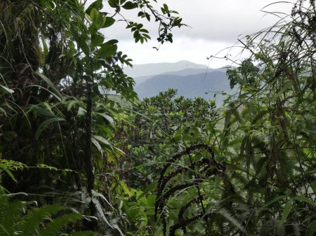 Blick auf vulkanische Berge inmitten dichten Tropenwaldes in petit bourg mamelle, guadeloupe