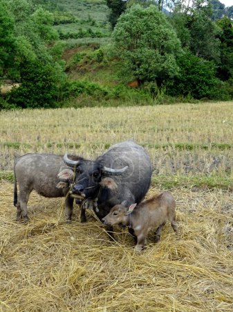 Photo for Water Buffalo family in rice fields after the harvest in Thailand - Royalty Free Image