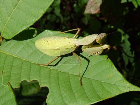 Mantis religiosa on a leaf in Thailand