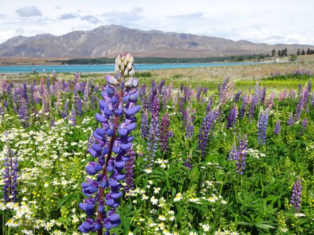 a field of lupine flowers blooming by the lake tekapo, new zealand