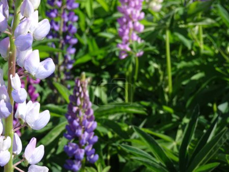 lupine flowers, close up picture, new zealand summer flowers lupinus 