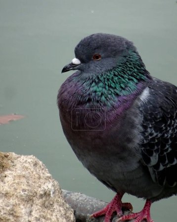 portrait of a rock dove, common pigeon by the water. Columba livia ferral pigeon