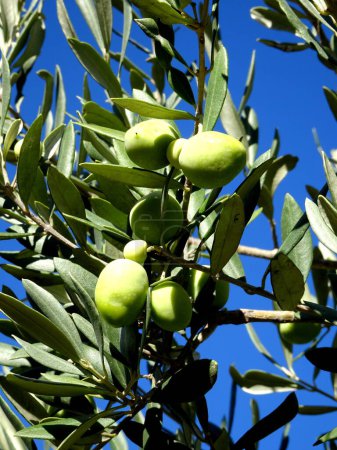 Photo for Green olive fruit on olive tree in sunny weather in october, south of france, near Aix en provence - Royalty Free Image
