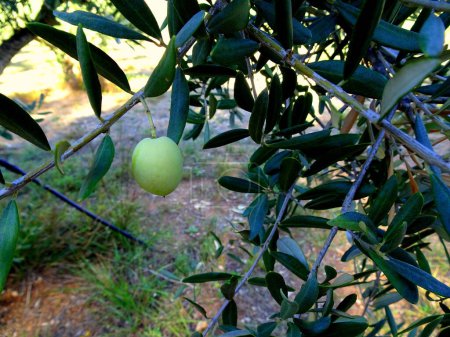 isolated green olive fruit on olive tree in sunny weather in october, south of france, near Aix en provence
