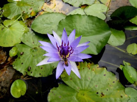 abeille pollinisant lotus bleu de fleur d'Inde dans l'eau, nymphea nouchali, nénuphar