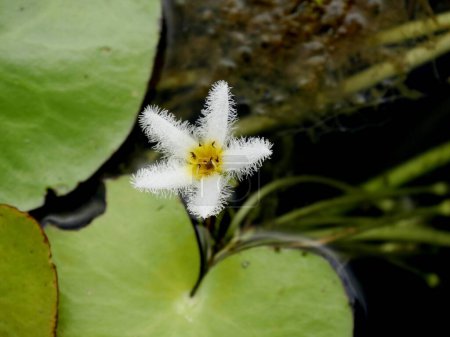 Foto de Delicada flor de copo de nieve de agua en estanque con hoja flotante - Imagen libre de derechos