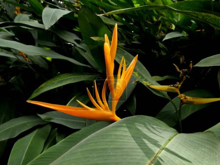 Orange parakeet flowers or heliconia psittacorum, tropical garden