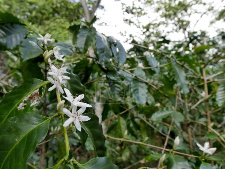 white flower blossom of coffee plant, arabica coffea tropical agriculture