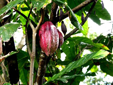 cacao tree bearing reddish criollo cacao pod, theobroma cacao