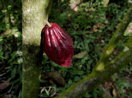 isolated red criollo cacao husk growing on theobroma cacao tree