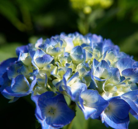 Nahaufnahme des Blütenkopfes der blauen Hortensie macrophylla. Französische Hortensie